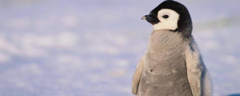 企鹅流鼻涕的原因是什么