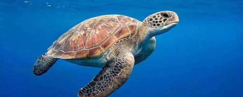 海龟是不是长寿的海洋生物