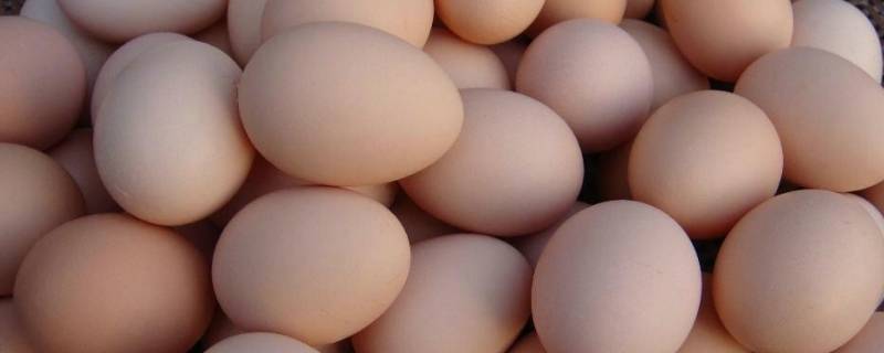 珍珠鸡蛋和普通鸡蛋的区别