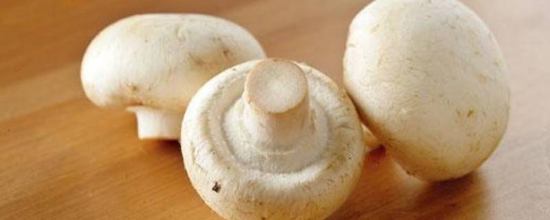 蘑菇怎么做好吃又简单的方法